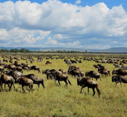 Masai Mara 57 - o