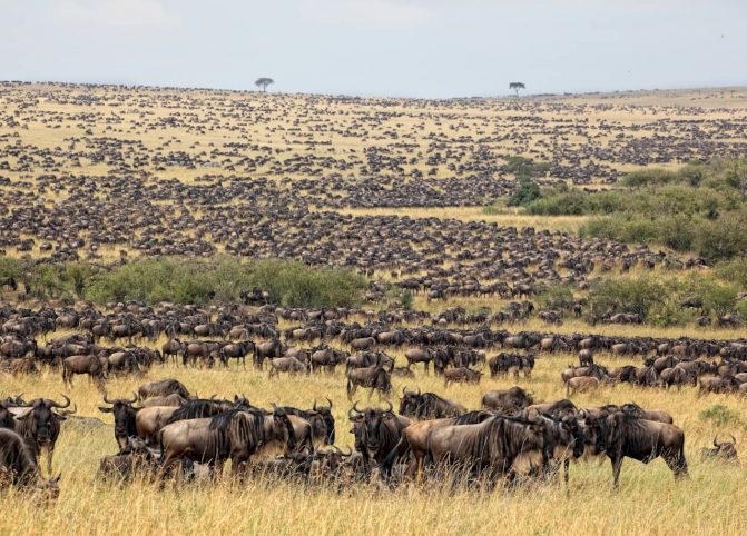 Masai Mara 68 - o