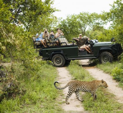 Safari vehicle with leopard crossing - o