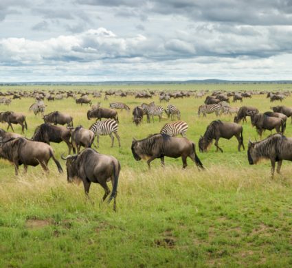 Serengeti 10 - o