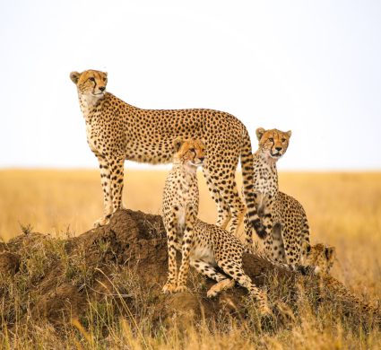 Serengeti 5 - o